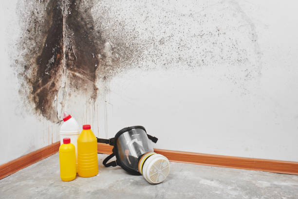 Best Fast Mold Removal  in Charleston, SC
