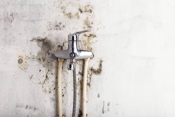 Reliable Charleston, SC Mold Removal Solutions