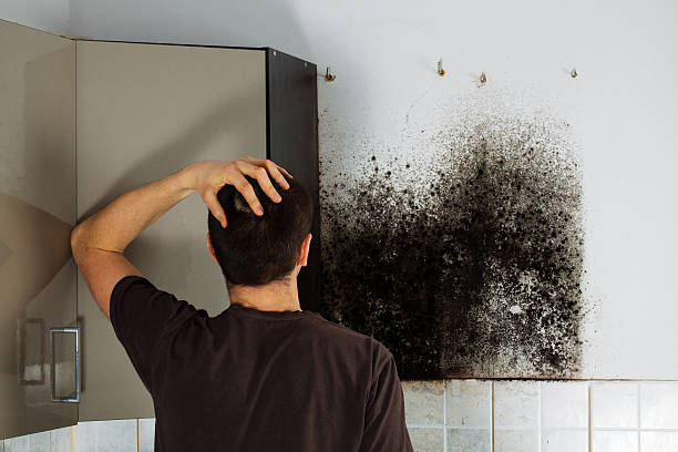 Best Black Mold Removal  in Charleston, SC